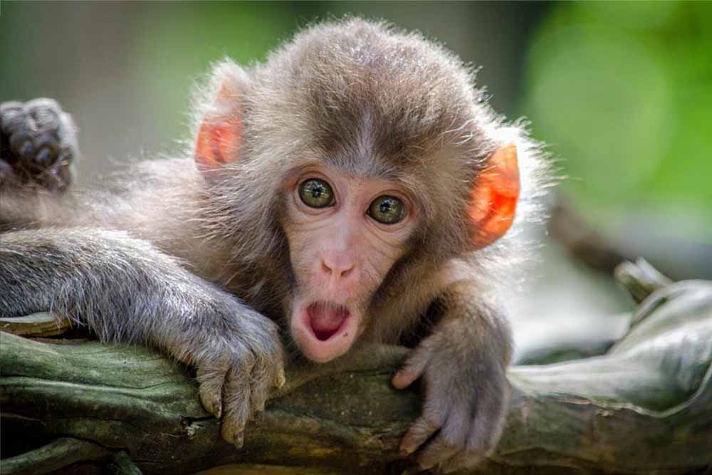 Surprised looking monkey