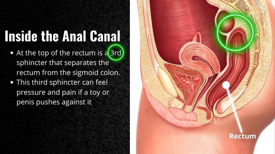 Anal Sexual Intercourse Diagram Anal Sexual Intercourse Diagram