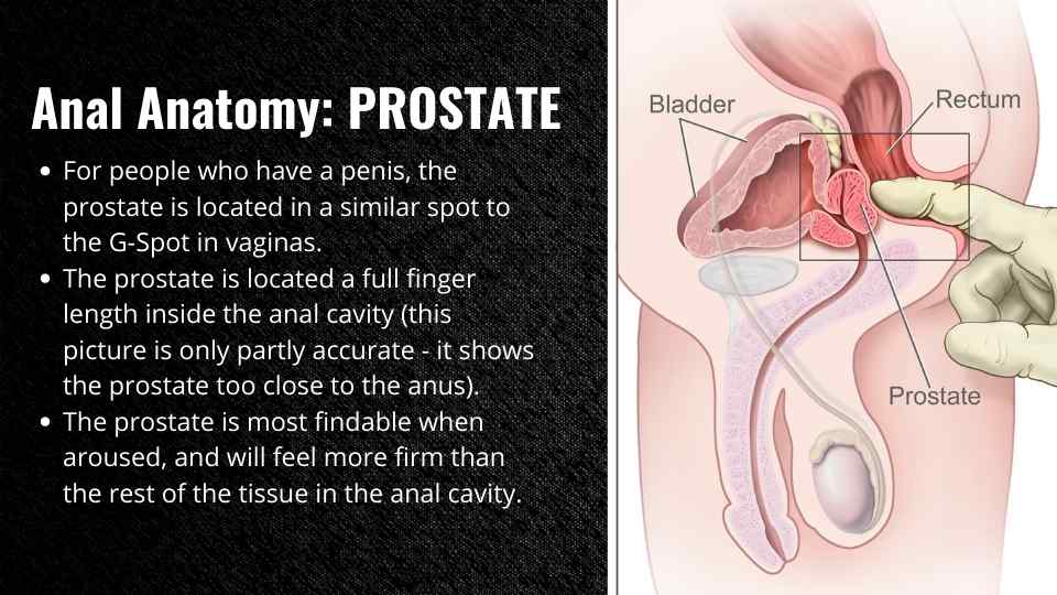 Prostate Anatomy Graphic from Taylor's Online Course